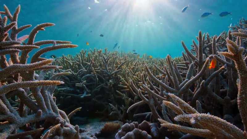 With climate change, our seas are warming