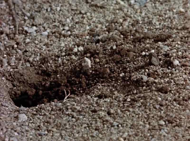 With fanatical energy, she digs a hole