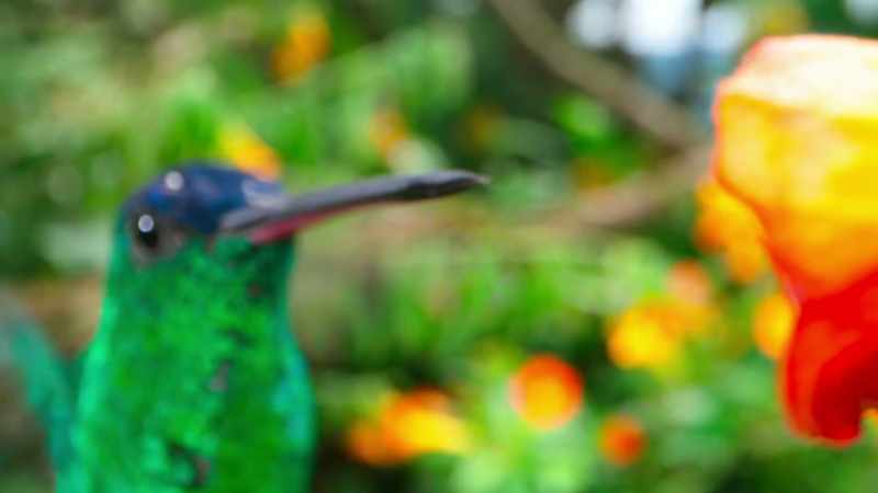 With feathered tongues, they lap up nectar 20 times a second