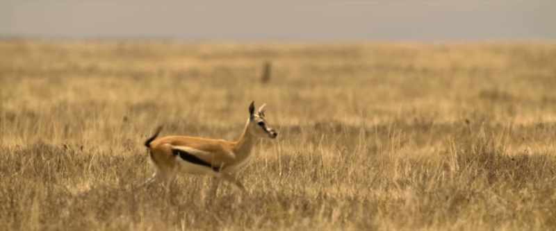 With few places to hide, getting closer isn't an option