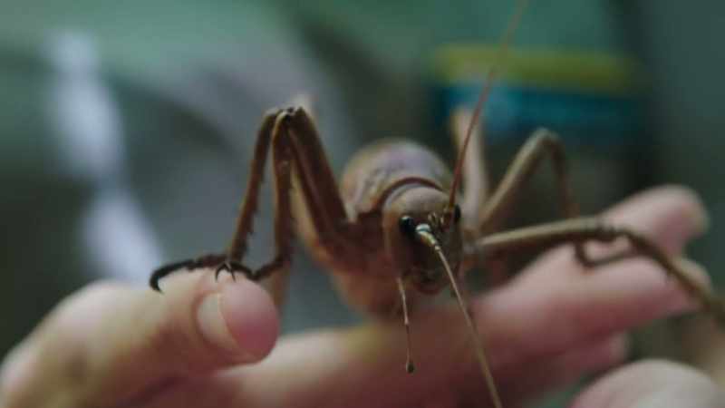 With few threats from predators and no competition from mammals