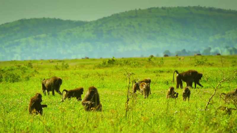 With food abundant, everyone soon relaxes