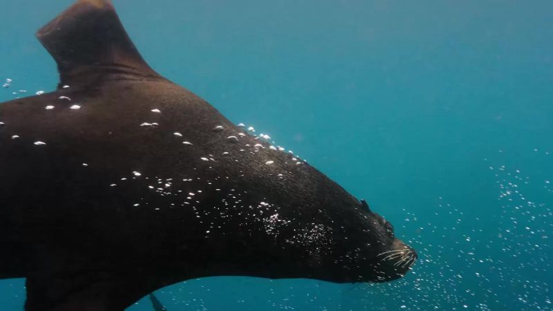 With food so plentiful, fur seals come to claim their share