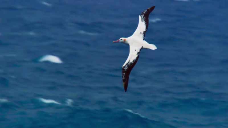 With food so scarce in the open ocean