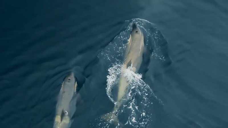 With four orcas chasing it