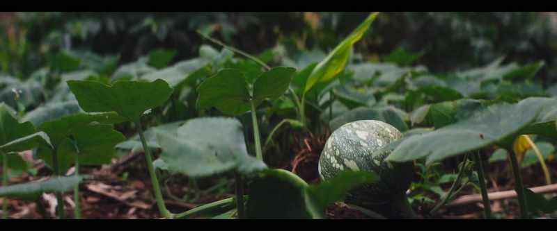 With highly diversified local food systems