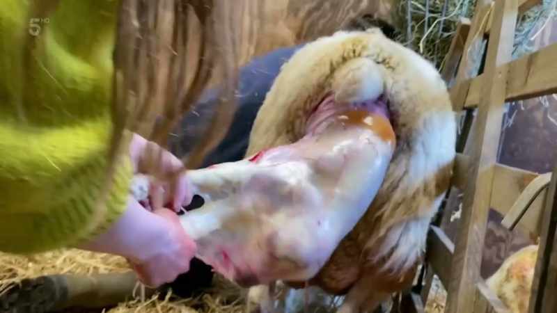 With lambing in full swing