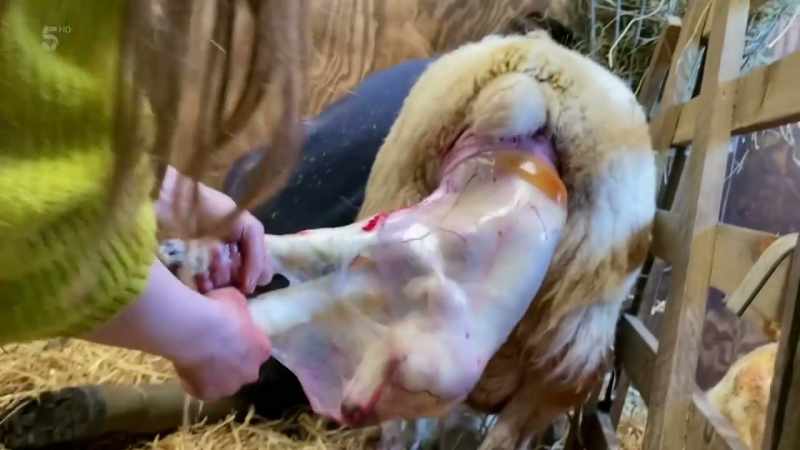 With lambing in full swing