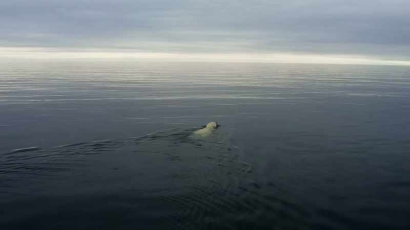 With less summer sea ice from which to hunt seals
