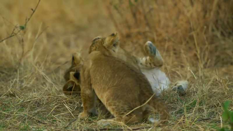 With so many cubs to care for