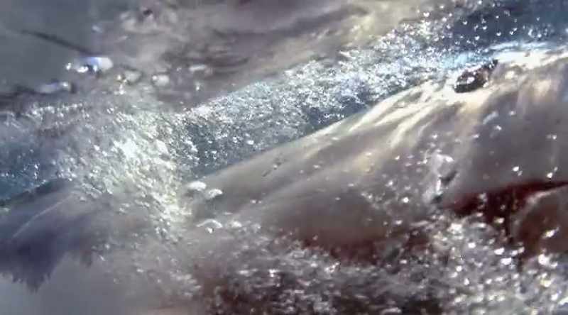 With that many daggers, this shark may not need as