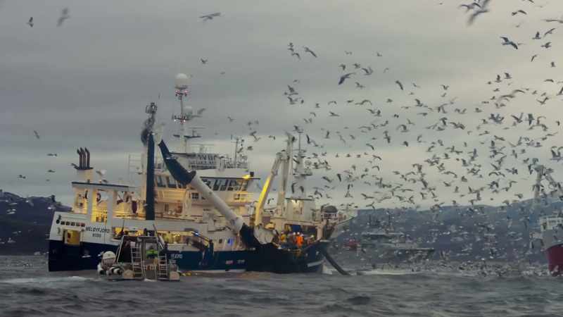 With marine mammals and humans competing so directly