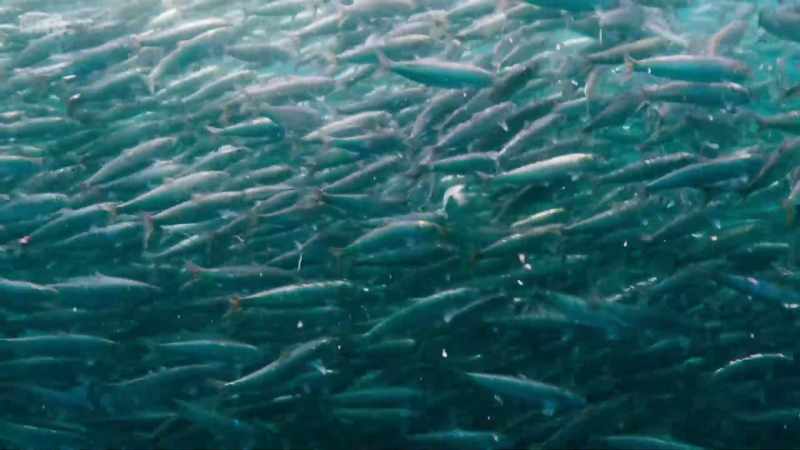 With meaningful protection, we can replenish our seas