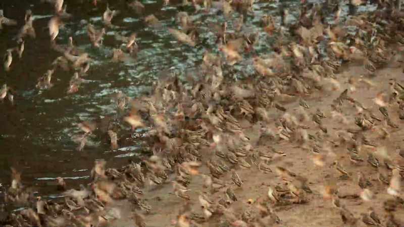With mesmerizing rhythm