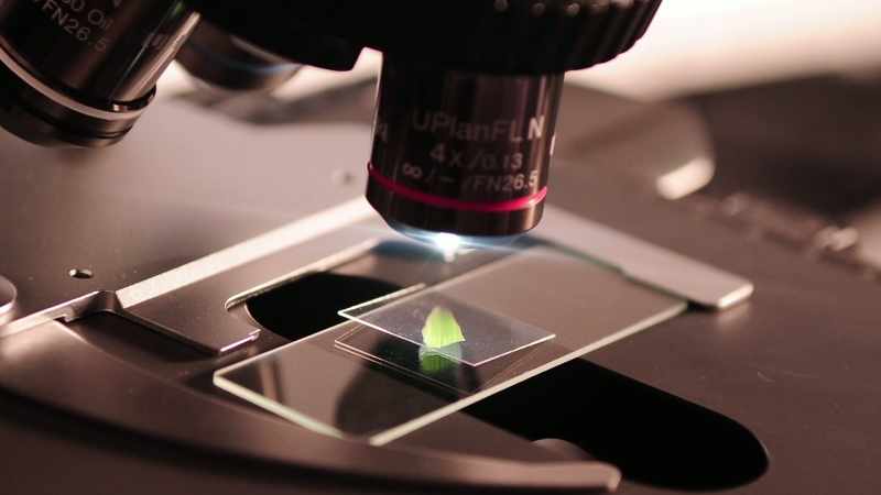 With microscope, you discover micro world that is here