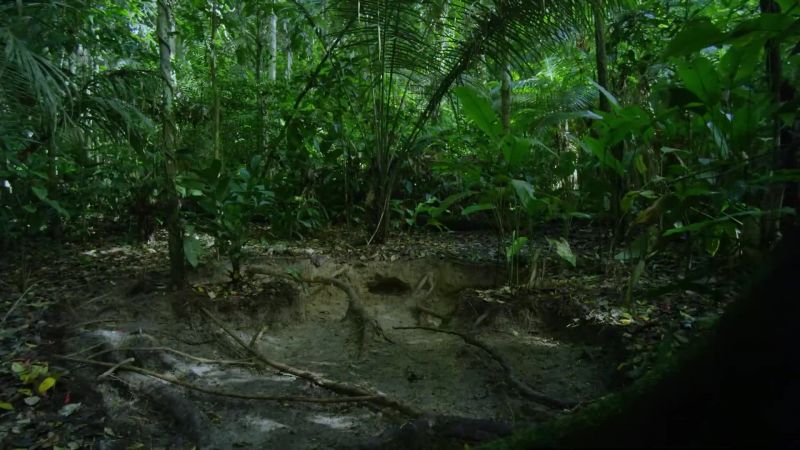 With so much danger on the forest floor
