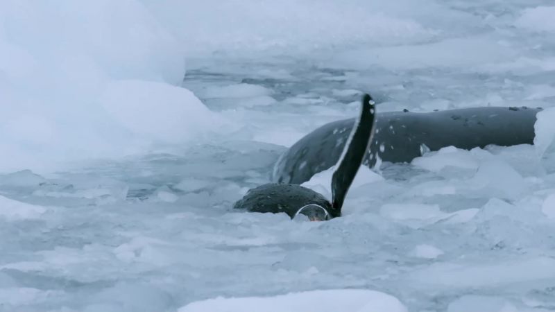 With so much prey about, there's no rush
