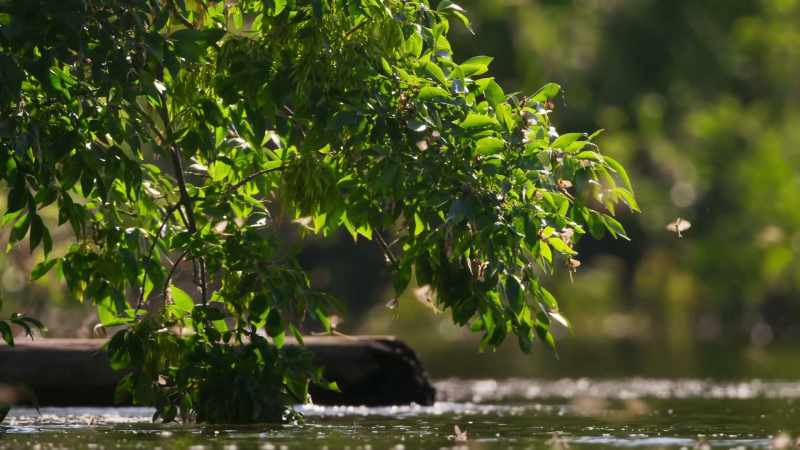 With new wings, they can fly to the riverbank