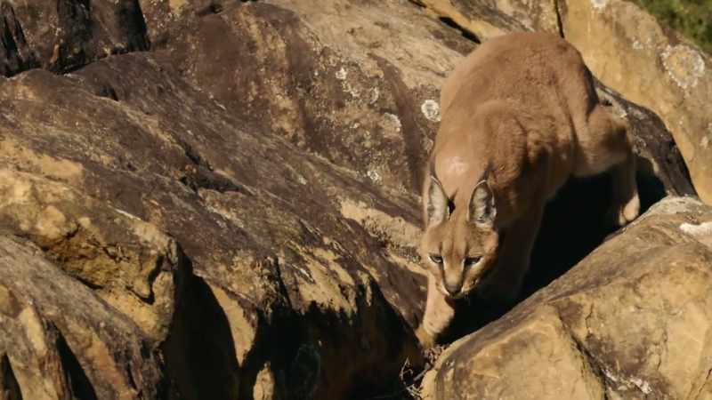 With no giants keeping predators at bay