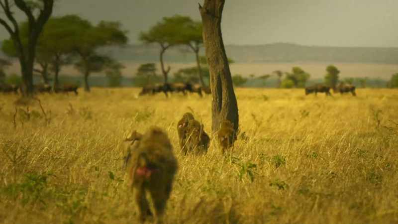 With numbers building at the water hole, it's time to move on