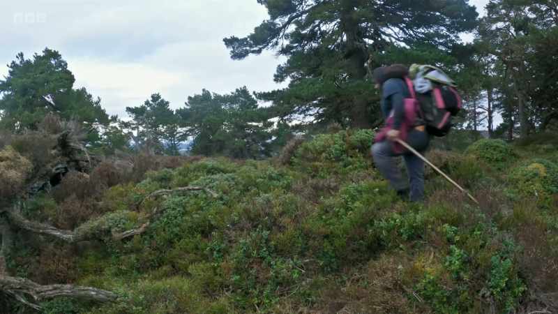 With only 20 pairs of tree-nesting golden eagles