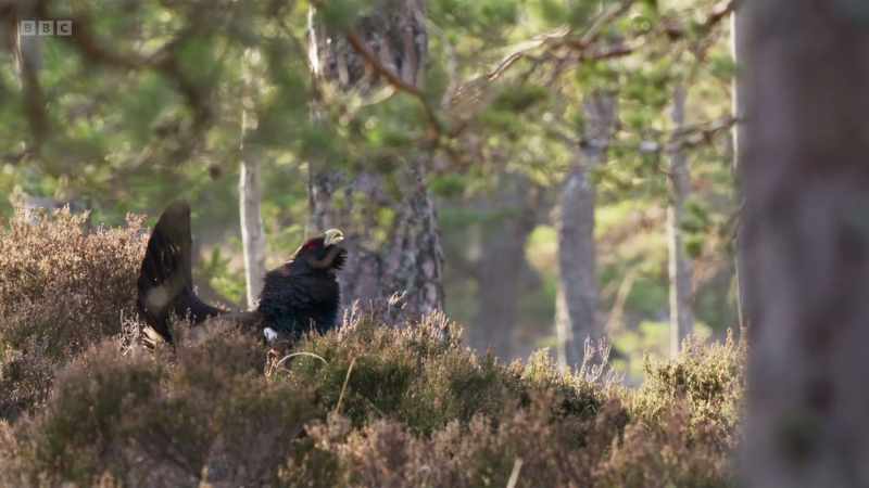 With only around 500 left in these fragmented woodlands