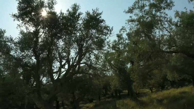 With over 500 types of olive trees