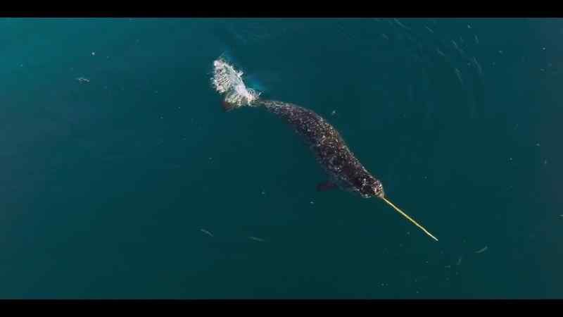 With pinpoint precision, this tusker separates a single char