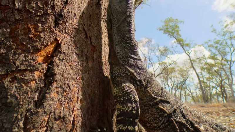 With powerful hooked claws, these monster lizards even climb trees