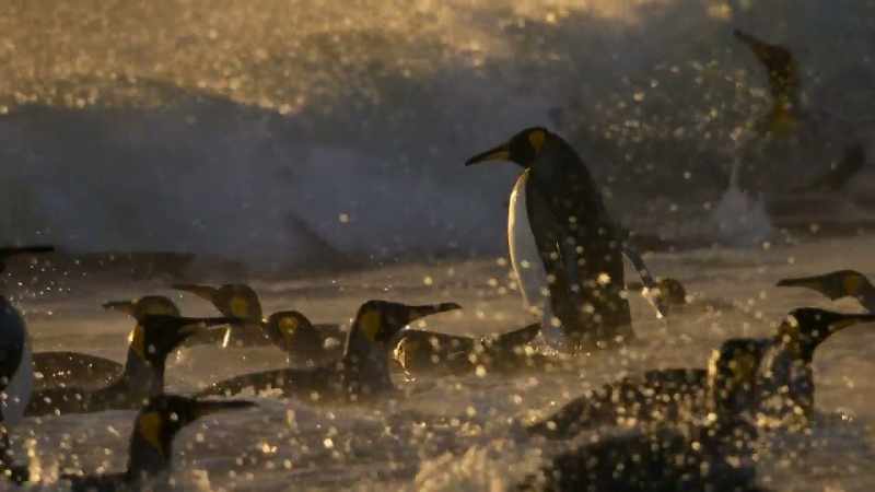 With sea ice disappearing