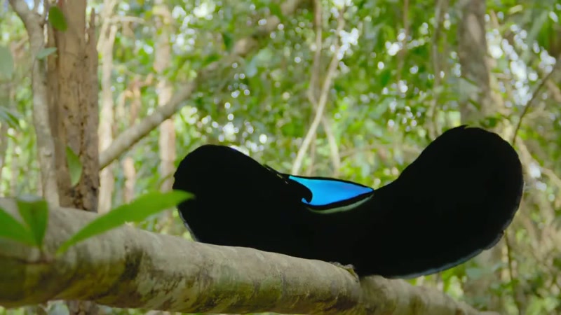 'With special wing feathers