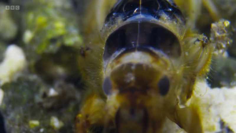 With strong front legs, feathery gills and a stream-lined body