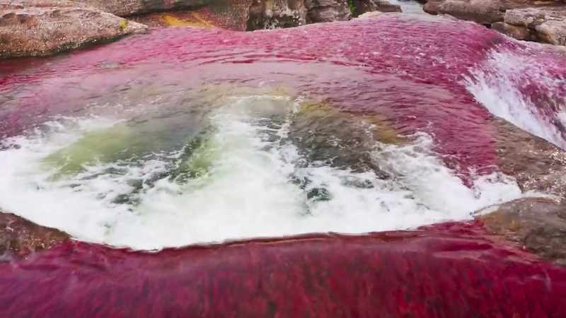 With such spectacular colours, it's hardly surprising