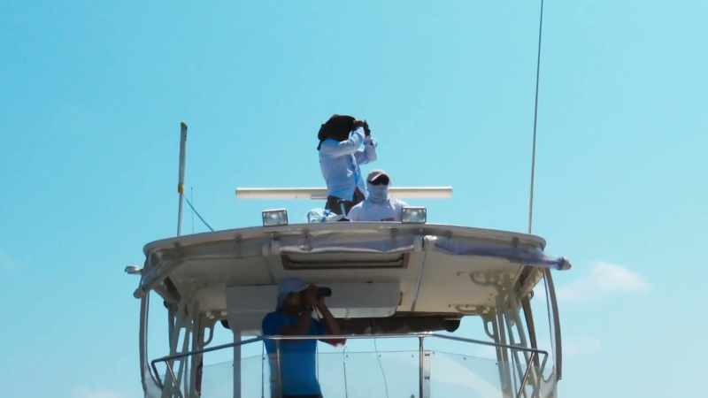 With the dolphins in sight, the dive team race to intercept them