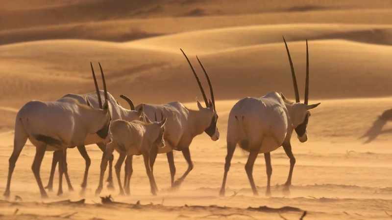 With the help of conservationists, they have returned home
