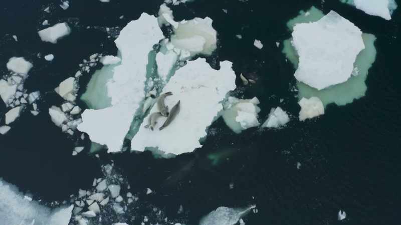With the ice floe having broken in two