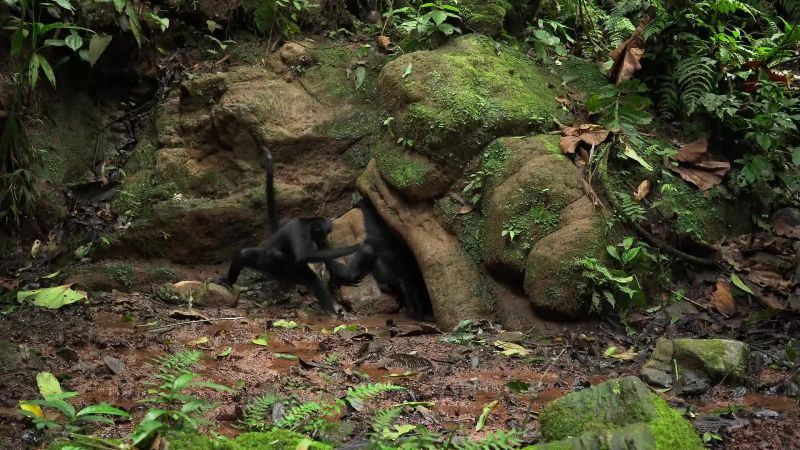 With the jaguar gone, the monkeys return