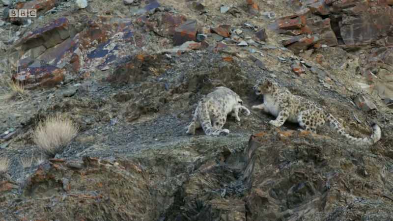 With the males fixed on the female