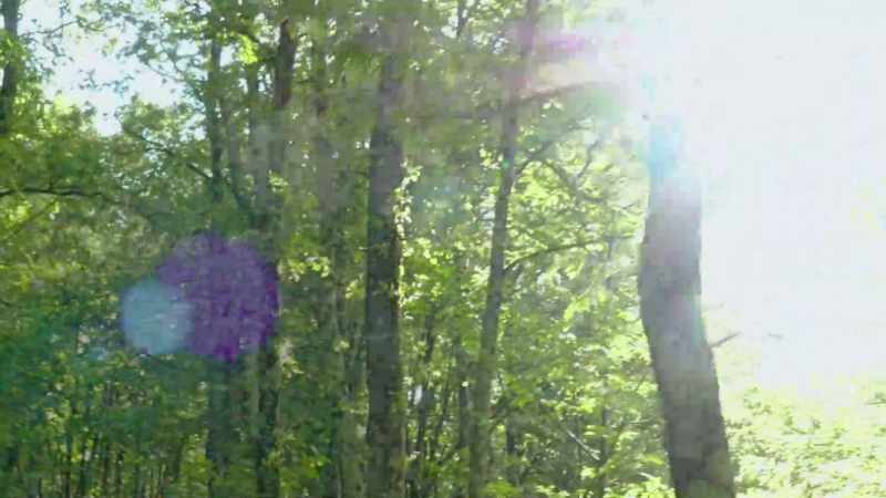 With the sun as their compass