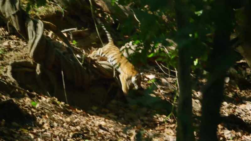 With their territory secure