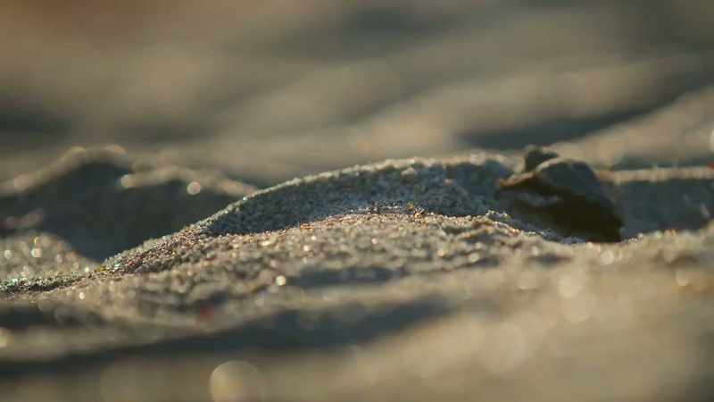 With these beach closures, these animals were able to do