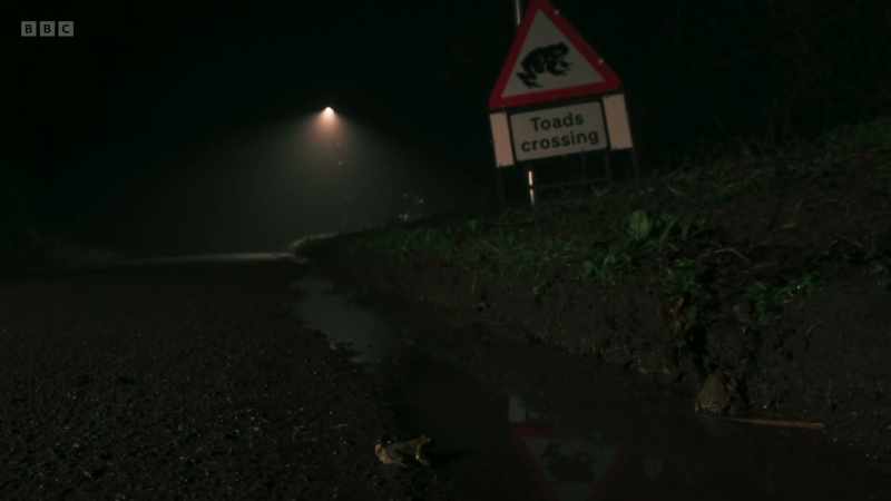 With toad numbers down by two-thirds