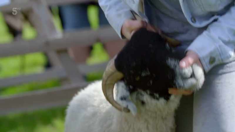 With Violet's sheep handling skills polished