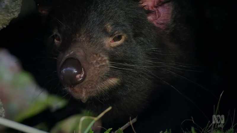 With young already inside her pouch