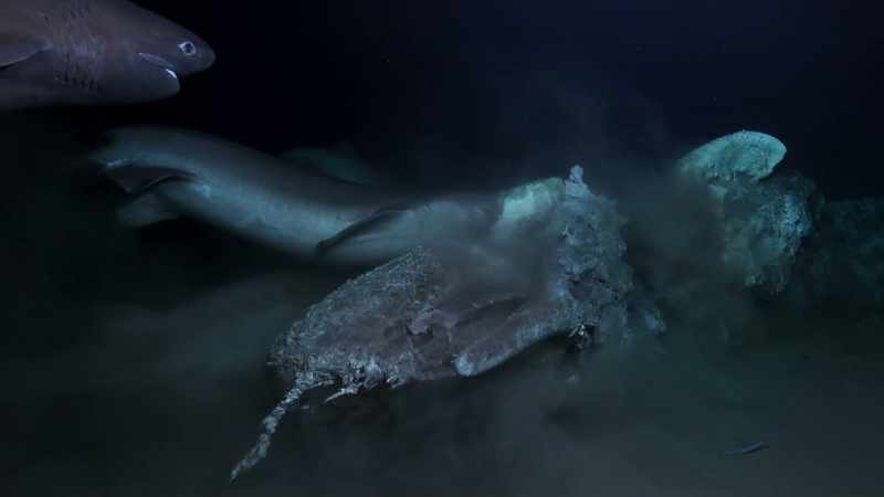 Within 12 hours, there are seven enormous sharks