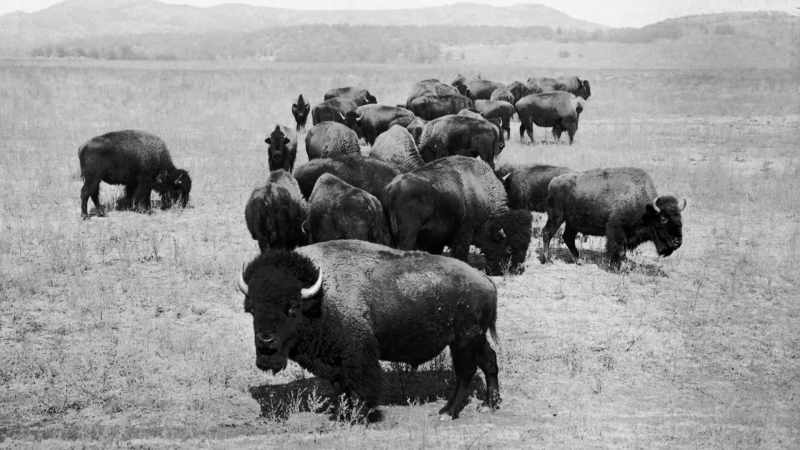 Within 6 years, the herd would double in size