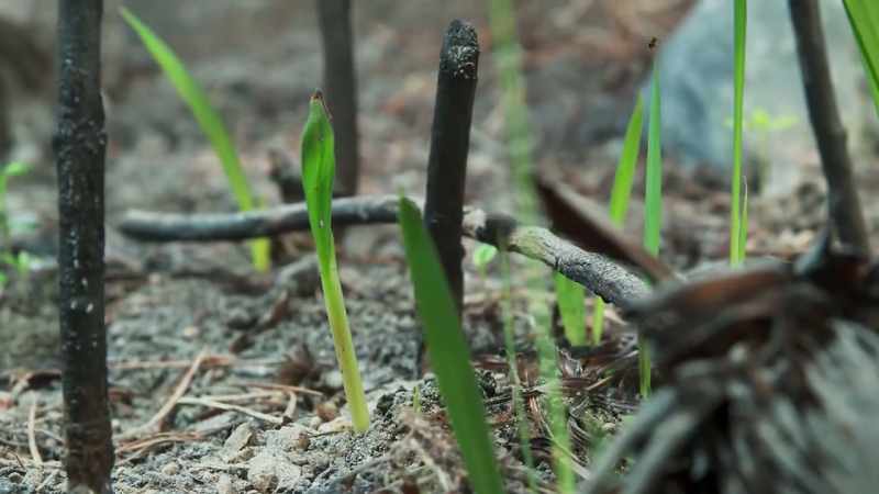 Within a few months, the whole landscape is alive once more
