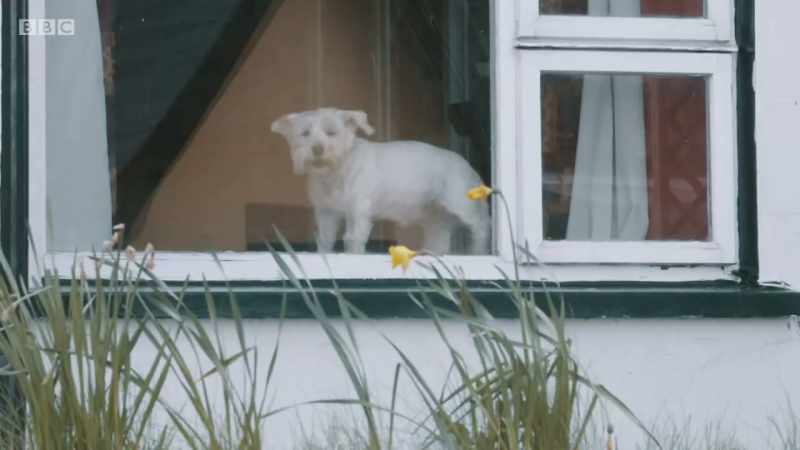 Within days, Finn is back on form, enjoying his sea view