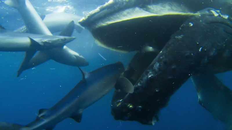 Within days, the carcass will be stripped of its blubber