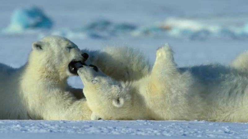 Within the lifetime of these cubs